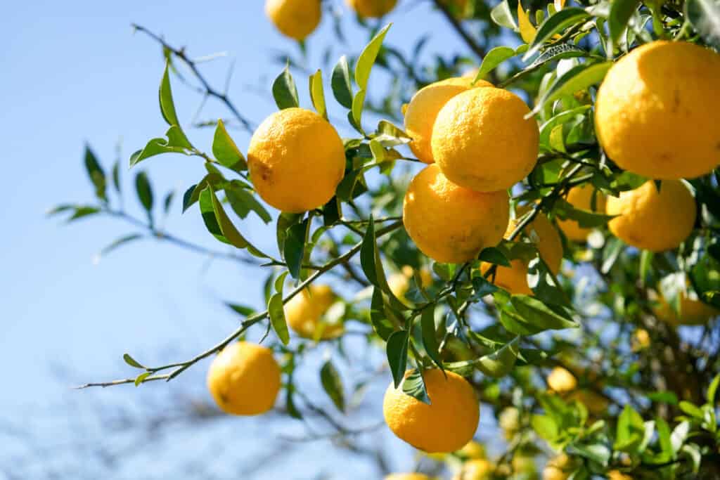 Yuzu fruit on tree in the sun. Yuzu fruit supplier Mile High Ingredients Colorado ingredient distributor