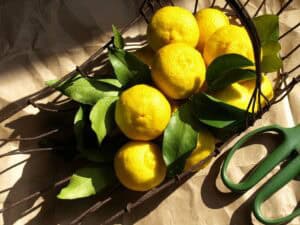 Yuzu fruits in a dish on a table. Yuzu fruit supplier Mile High Ingredients Colorado ingredient distributor